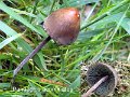 Panaeolus acuminatus-amf1378